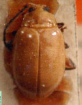  Monomacra bogotana