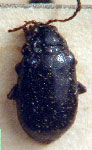  Monomacra violacea