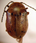  Procalus malaisi