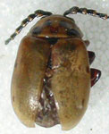 Procalus mutans