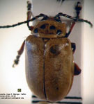 Procalus sp. 2