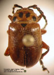 Procalus sp. A