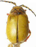 Procalus viridis