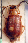  Diabrotica capitata tripunctata