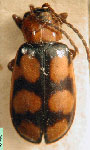  Diabrotica moseri