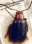  Diabrotica semiopaca