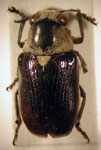  Euryscopa denieri