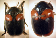  Stereoma clitellata clitellata