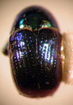  Cryptocephalus sp. 17