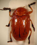  Cryptocephalus sp. 18