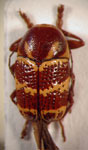  Cryptocephalus sp. 7