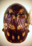  Cryptocephalus sp. 9