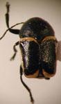  Mylassa pectinicornis