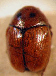  Lexiphanes consimilis