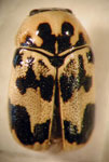  Ambrotodes sp. 3