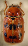  Ambrotodes sp. 4