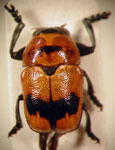 Pachybrachis sp. E