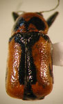 Pachybrachis sp. I