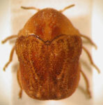  Chlamisus discipennis