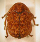  Chlamisus sp. 10