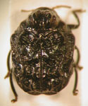  Chlamisus sp. 9