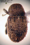 Dictyneis parvus