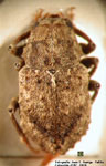 Dictyneis sp. 1