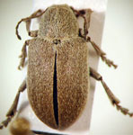  Glyptoscelis sp. 2