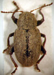  Myochrous sp. 3