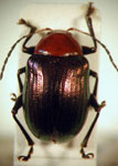  Chalcophana lineata