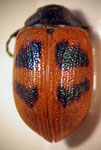  Chalcophana sp. 10