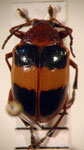  Chalcophana sp. 3