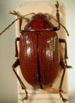  Chalcophana sp. 4