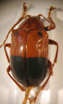  Chalcophana sp. 5