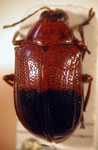  Chalcophana sp. 7