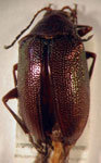  Chalcophana sp. 8