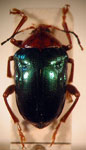  Chalcophana sp. 9