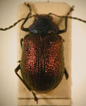  Colaspis auripennis