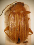  Colaspis gemmingeri