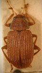  Colaspis hypochalcea