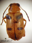 Colaspis longicornis