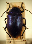  Colaspis sp. 10