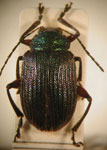  Colaspis sp. 11