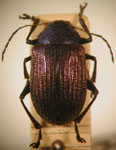  Colaspis sp. 12