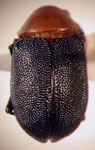  Colaspis sp. 15