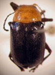  Colaspis sp. 16