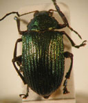  Colaspis sp. 18    