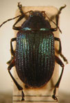  Colaspis sp. 19