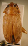  Colaspis sp. 24