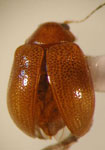  Colaspis sp. 26